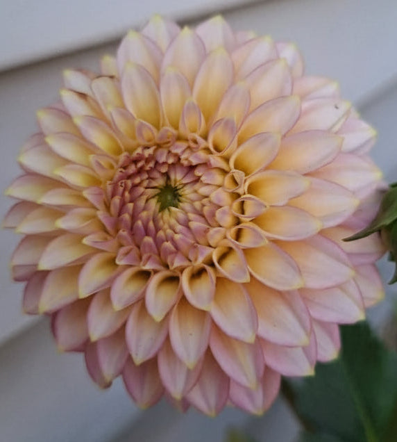 Skipley Spot Of Gold